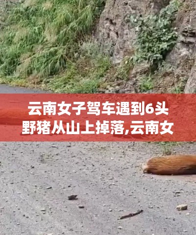 云南女子驾车遭遇六头野猪坠落事件，亲历者的讲述与深度解析