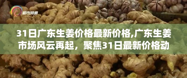 广东生姜市场风云再起，最新价格动态与市场影响聚焦 3月31日报告