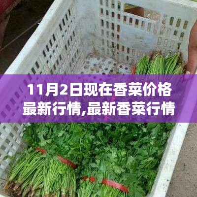 最新解析，11月2日香菜价格行情及市场洞察