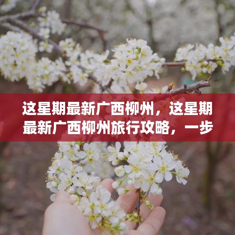 广西柳州旅行攻略，本周最新指南，畅游柳州的每一步