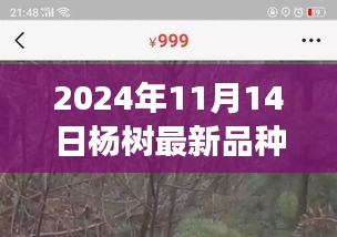 探秘最新杨树品种，绿色之旅寻找内心平静的新纪元（2024年11月14日）