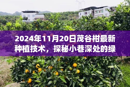 探秘绿色秘境，茂谷柑最新种植技术首发与种植指南（2024年11月版）