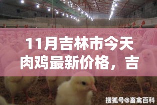 吉林市最新肉鸡价格科技智能追踪，开启智能生活新篇章