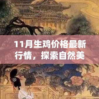 揭秘鸡价背后的故事，自然美景之旅与心灵宁静探寻——最新11月生鸡价格行情