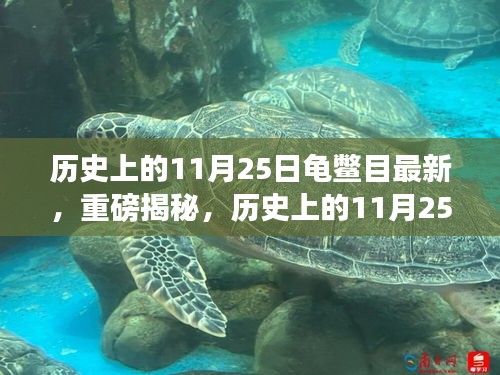 历史上的11月25日龟鳖目揭秘与最新资讯汇总