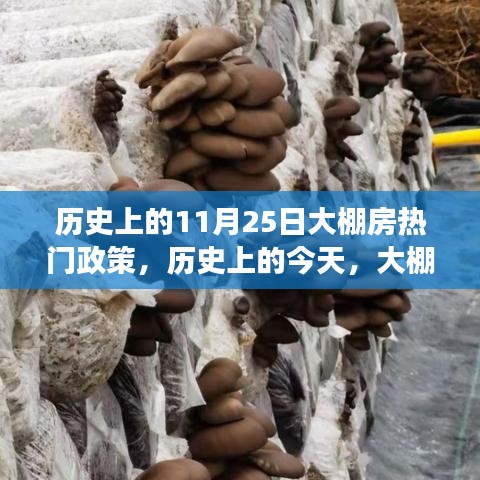 历史上的大棚房政策，照亮梦想之路，学习变化铸就荣耀自信之路的里程碑