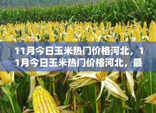 河北玉米最新行情，热门价格一网打尽