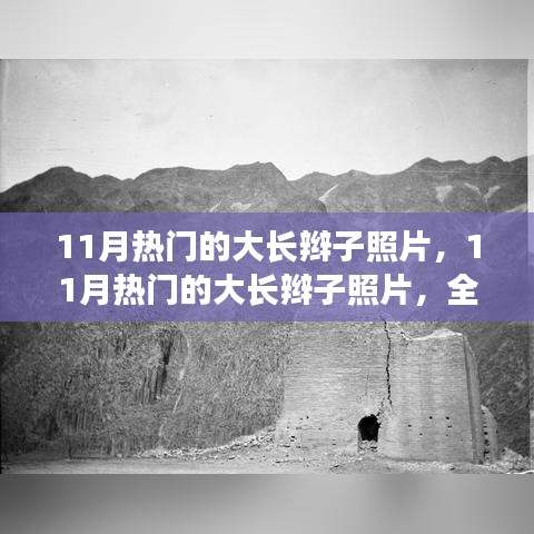 11月热门大长辫子照片，全面评测与介绍